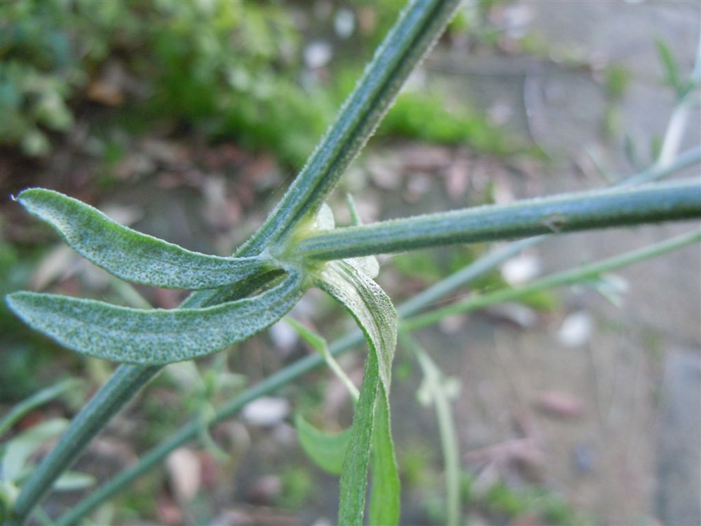 Centaurea deusta